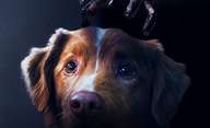 Good Boy: Čerstvý trailer blíž představuje horor celý vyprávěný z pohledu psa | Fandíme filmu