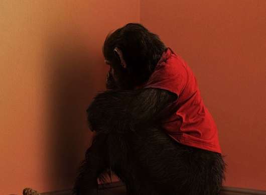 Primát: Opičí horor nás zkusí vystrašit bez děsivých zvuků | Fandíme filmu