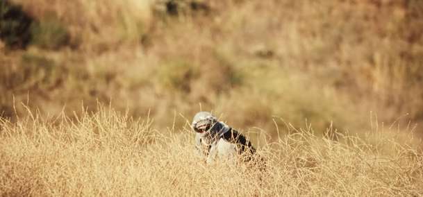 Atropia: Americká armáda vytvoří fiktivní zemi, aby měla kde trénovat operace | Fandíme filmu