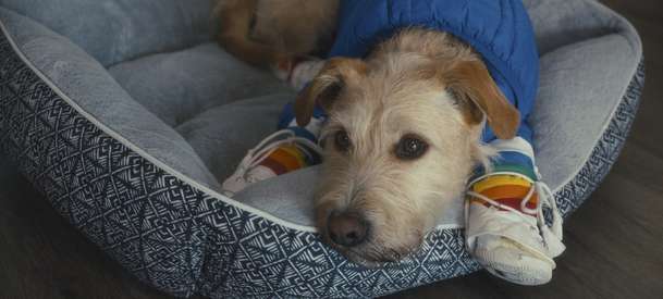 Merv: V romantické komedii pes usmiřuje rozešlé partnery | Fandíme filmu