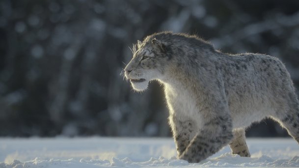 Prehistorická planeta - Ice Age: Apple přináší výpravný dokument o mamutech | Fandíme serialům