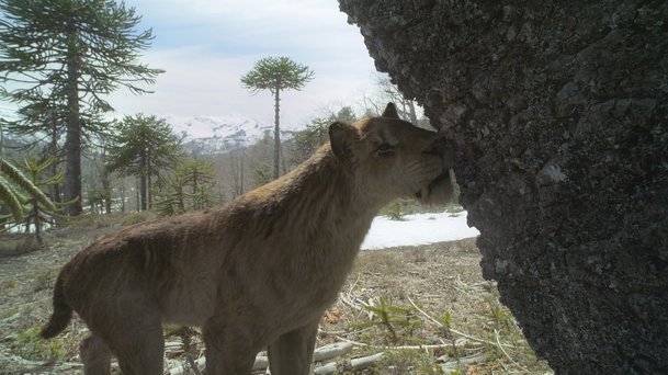 Prehistorická planeta - Ice Age: Apple přináší výpravný dokument o mamutech | Fandíme serialům
