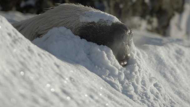 Prehistorická planeta - Ice Age: Apple přináší výpravný dokument o mamutech | Fandíme serialům