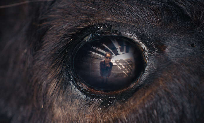 Animale: Běh s býky nabírá v novém filmu hororový rozměr | Fandíme filmu