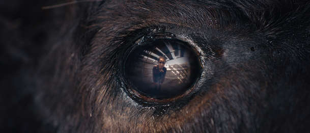 Animale: Běh s býky nabírá v novém filmu hororový rozměr | Fandíme filmu