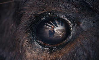 Animale: Běh s býky nabírá v novém filmu hororový rozměr | Fandíme filmu