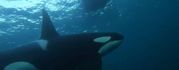 Killer Whale: Dvojici kamarádek ohrožuje krvežíznivá kosatka | Fandíme filmu