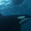 Killer Whale: Dvojici kamarádek ohrožuje krvežíznivá kosatka | Fandíme filmu
