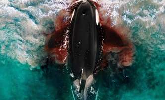 Killer Whale: Dvojici kamarádek ohrožuje krvežíznivá kosatka | Fandíme filmu