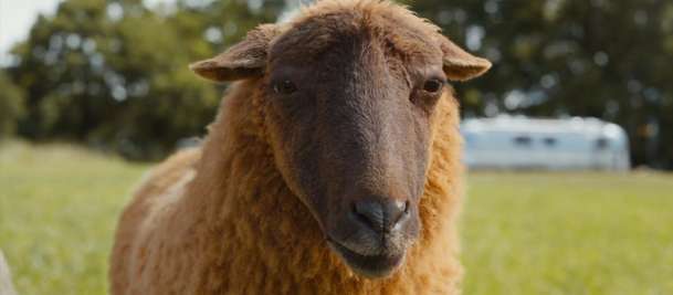 Béé team na stopě: Hugh Jackman v detektivní komedii plné ovcí | Fandíme filmu