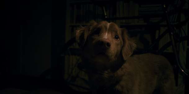 Na hereckých cenách porazil veškeré lidské konkurenty pes | Fandíme filmu