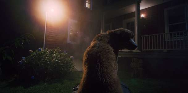 Na hereckých cenách porazil veškeré lidské konkurenty pes | Fandíme filmu