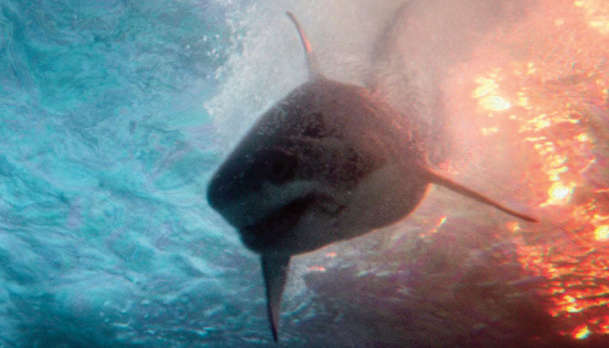 Deep Water: Po havárii letadla mezi žraloky začínají jatka - trailer | Fandíme filmu