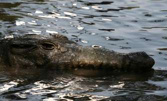 ULU: Obří krokodýl si udělá z nic netušících lidí svačinku | Fandíme filmu