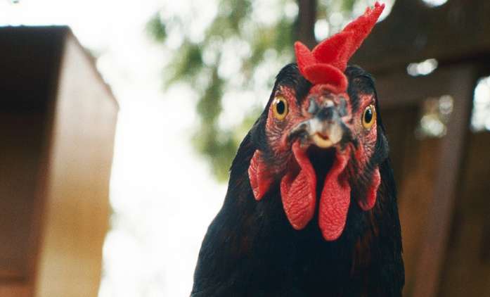 Slepice: Nejdojemnější film měsíce dubna má za hrdinku slepičku | Fandíme filmu