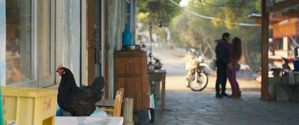 Slepice: Nejdojemnější film měsíce dubna má za hrdinku slepičku | Fandíme filmu