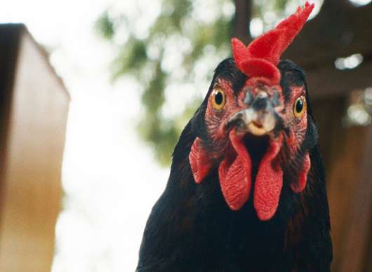 Slepice: Nejdojemnější film měsíce dubna má za hrdinku slepičku | Fandíme filmu