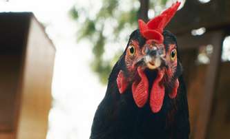 Slepice: Nejdojemnější film měsíce dubna má za hrdinku slepičku | Fandíme filmu