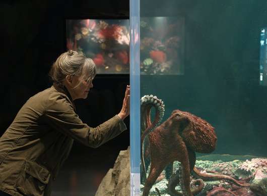 Pozoruhodně bystrá stvoření: Netflix přináší hřejivý lidský příběh vyprávěný chobotnicí | Fandíme filmu