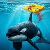 Killer Whale: Biják se zabijáckou kosatkou ukázal ještě jeden trailer | Fandíme filmu