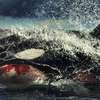 Killer Whale: Biják se zabijáckou kosatkou ukázal ještě jeden trailer | Fandíme filmu