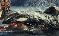 Killer Whale: Biják se zabijáckou kosatkou ukázal ještě jeden trailer | Fandíme filmu