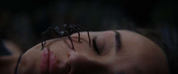 Spider Island: V novém hororu partu influencerů zničí smrtící pavouci | Fandíme filmu