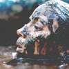 Beware Boiúna: Nový trailer láká na horor s obřím hadem | Fandíme filmu