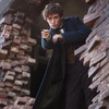 Fantastická zvířata vs. Harry Potter - Podobnost a rozdíly | Fandíme filmu