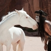 Osamělý jezdec: Johnny Depp nepodepsal druhý díl | Fandíme filmu
