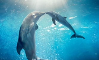 Můj přítel delfín 2: Rodinný příběh vyšel na DVD | Fandíme filmu