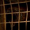 Riddick: První pohled na mimozemské predátory | Fandíme filmu