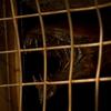 Riddick: První pohled na mimozemské predátory | Fandíme filmu