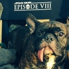 Star Wars: Episode VIII - Kdy skončí natáčení? | Fandíme filmu