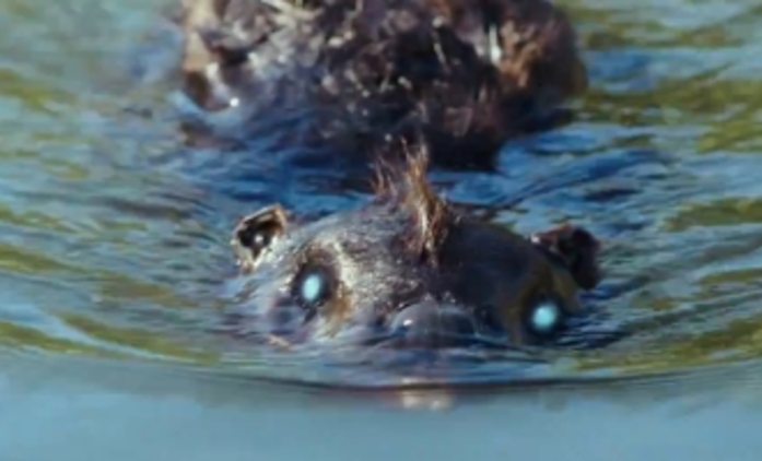 Zombeavers: Zombí bobři útočí | Fandíme filmu