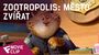 Zootropolis: Město zvířat - Movie Clip (Have a Donut) | Fandíme filmu